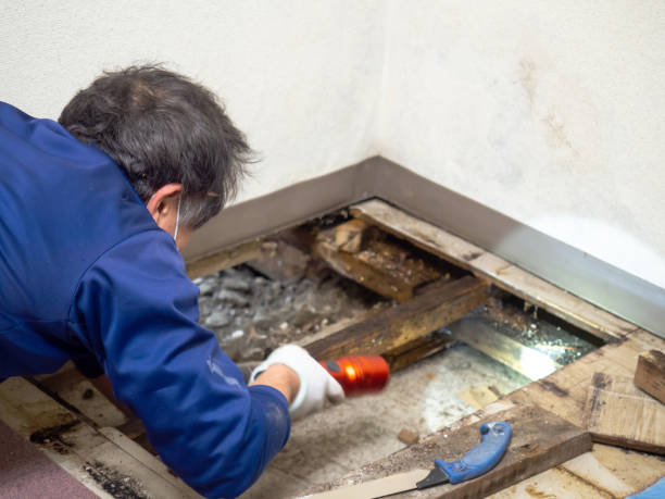 Best Emergency Mold Remediation in Janesville, MN