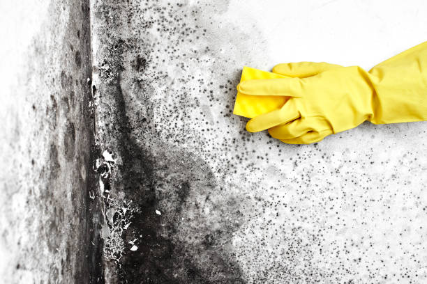 Best White Mold Remediation in Janesville, MN