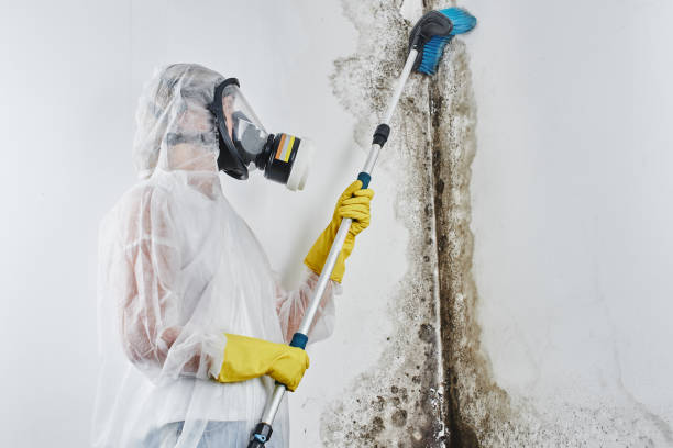 Best Insurance-Related Mold Remediation in Janesville, MN
