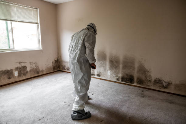 Best Basement Mold Remediation in Janesville, MN