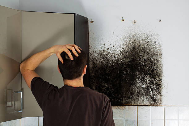 Best Residential Mold Remediation in Janesville, MN