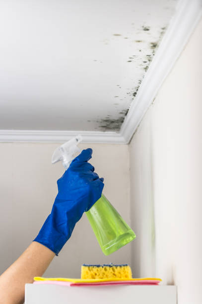 Best Black Mold Remediation in Janesville, MN